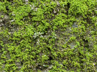 Obraz premium Mossy Lichen Macro