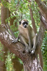 green monkey in a tree in senegal