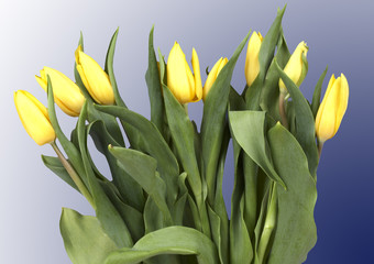 Gelbe Tulpen auf Graublau