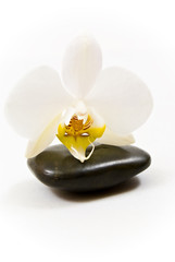 Orchid and stones
