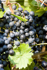 grapevines in vineyard, Czech Republic