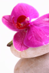 orchidee,wellness