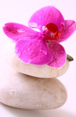 Fototapeta premium orchidee,steine