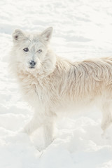 Obraz na płótnie Canvas White mongrel pet dog walking in snow with selective focus