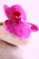 Fototapeta na wymiar wellness,orchidee