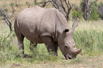 Fototapeta premium White Rhino
