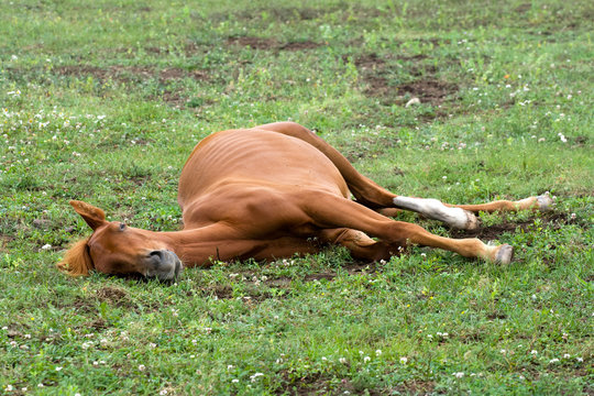 Sleeping red horse