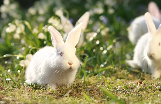 white rabbits on green meadow