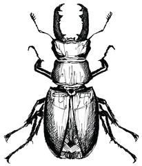Lucanus cervus (Stag beetle)