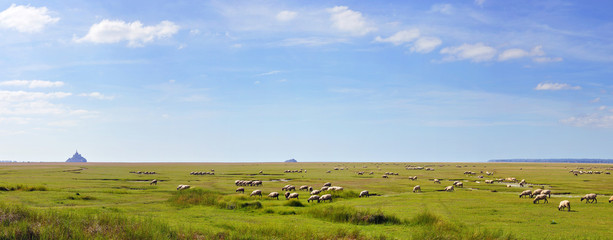 salted lamb on pasture. Mont Saint Michel in the background