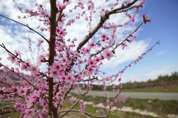 Almond flower trees field  pink white flowers