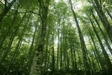 Fototapeta na wymiar Beech green magic forest las