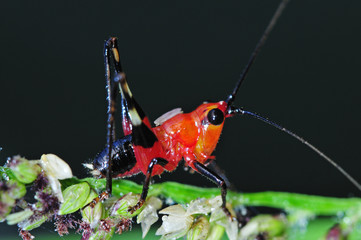 red bug in the parks