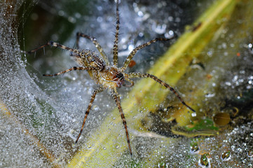 wolf spider and dew