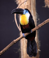 toucan perché