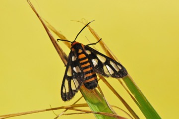tiger moth in the parks