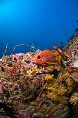 Fish,  Reef, Indian Ocean, Maldives