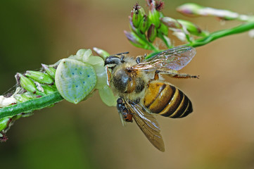 crab spider eating a bee