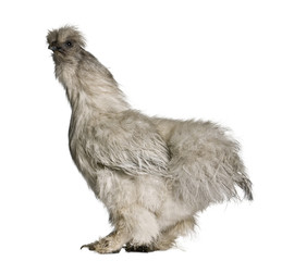 Grey Silkie hen, standing in front of white backgrou