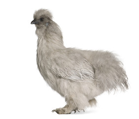 Grey Silkie hen, standing in front of white backgrou