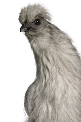 Grey Silkie hen, standing in front of white background