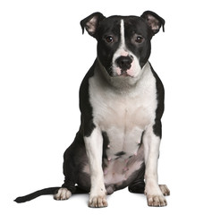 American Staffordshire terrier, sitting against white background