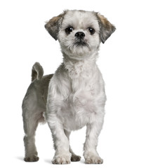 Shih Tzu, 3 years old, standing in front of white background