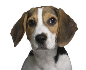 Beagle puppy, 4 months old, in front of white background