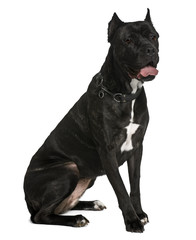 Cane corso dog, sitting in front of white background