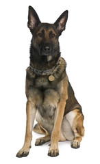 Belgian Shepherd Dog, Malinois, sitting