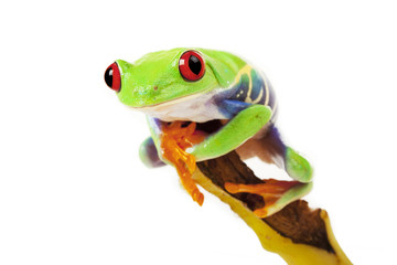 Frog on Banana