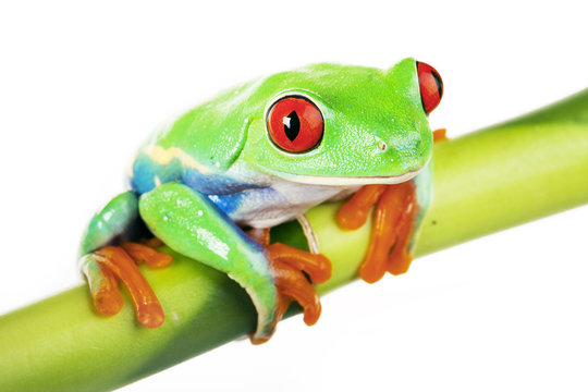 Frog on Bamboo