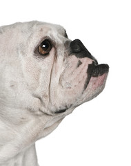Obraz premium Side view of English bulldog, 4 months old