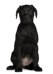 Labrador puppy,  sitting in front of white background