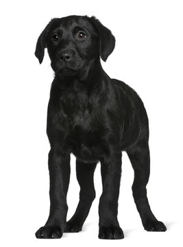 Labrador puppy, standing in front of white background