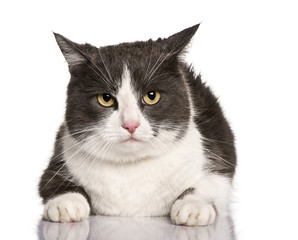 Crossbreed cat, sitting in front of white background