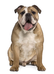 English bulldog, sitting in front of white backgro