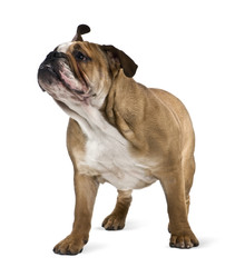English bulldog, standing in front of white background