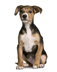 Crossbreed with a Jack Russell and a pincher puppy, sitting
