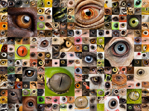 Montage of animal eyes Stock Photo | Adobe Stock