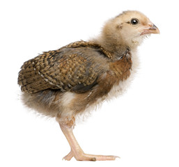 Araucana, also known as a South American Rumpless chick