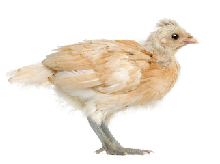 Polish Chicken, standing in front of white background