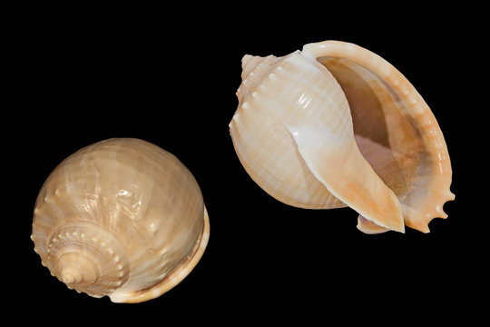 Two shells of Phalium glaucum