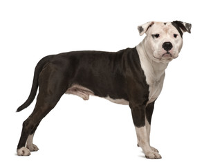 American Staffordshire Terrier, 4 years old, standing