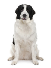 Black and white Landseer dog, 2 years old, sitting
