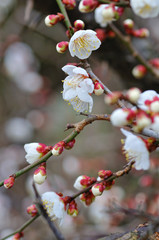 梅の花
