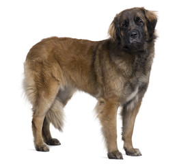 Leonberger dog, standing in front of white background