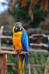ルリコンゴウインコ