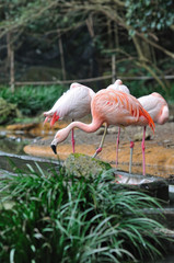 フラミンゴのグループ