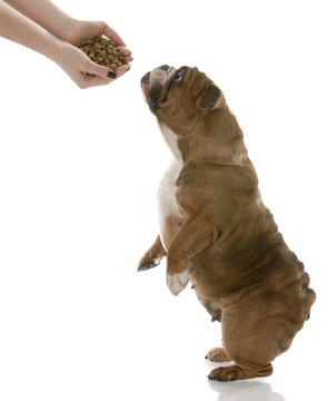 dog reaching up for hand full of dog food